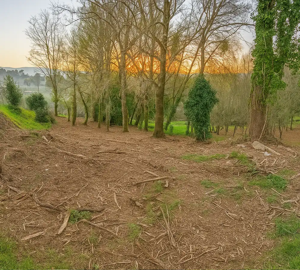 desbroces de fincas forestales ames