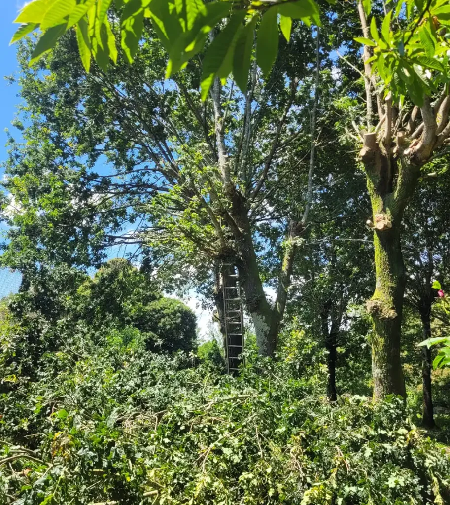 desbroces fincas ames