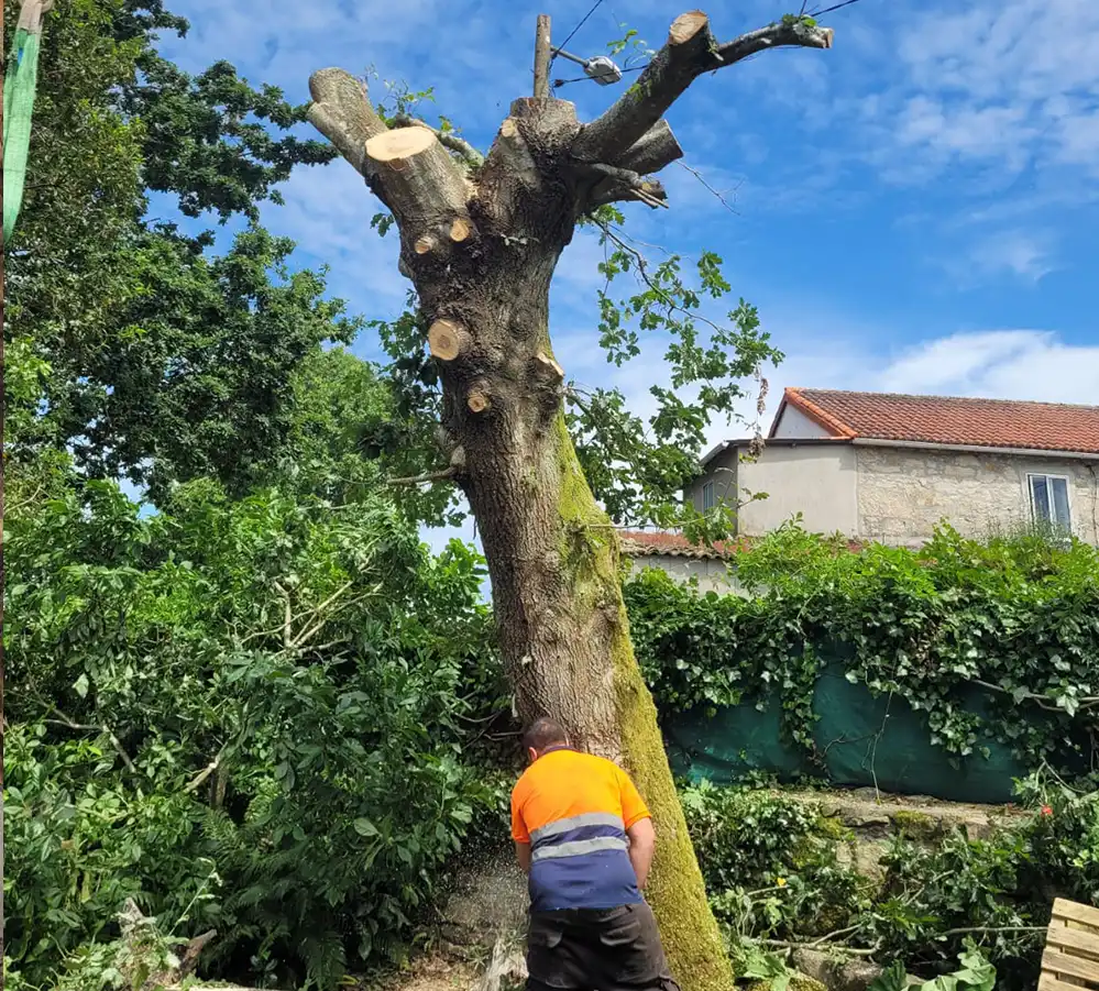 desbroces jardineria ames